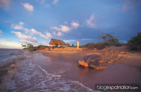 La Guyane est le premier site de ponte des tortues dans le monde