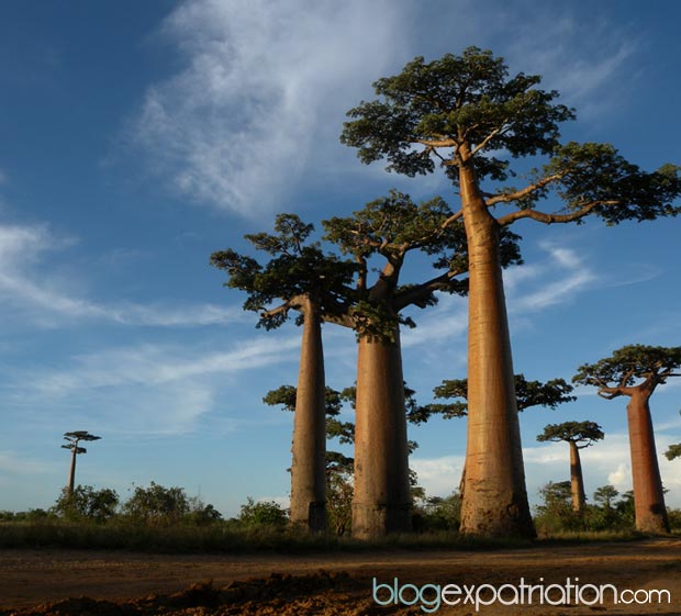 L’allée des baobabs ou avenue des baobabs est un groupe de baobabs qui bordent la route de terre entre Morondava et Belon'i Tsiribihina dans la région de Menabe dans l'ouest de Madagascar. C'est une zone protégée depuis 2007