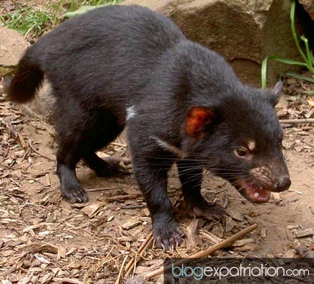 Le diable de Tasmanie est une espèce de marsupial ne vivant que sur l’île de Tasmanie, au sud de l'Australie